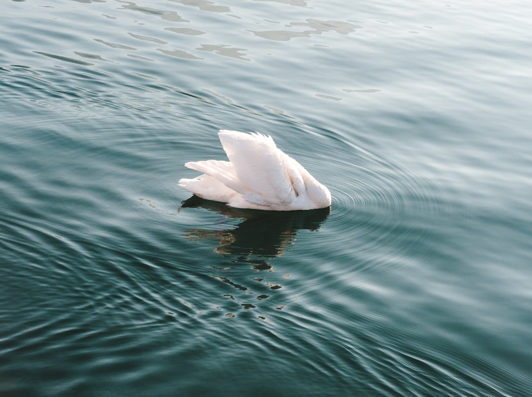 Photo Swan boats